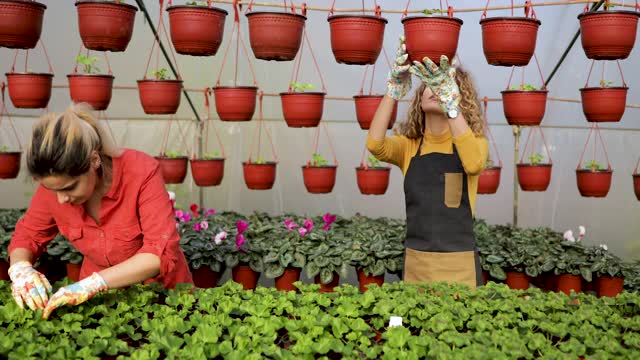 女植物学家在温室工作视频素材