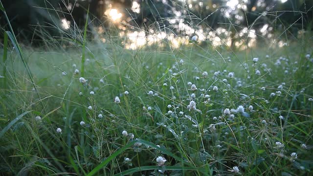 山草地鲜花。视频素材