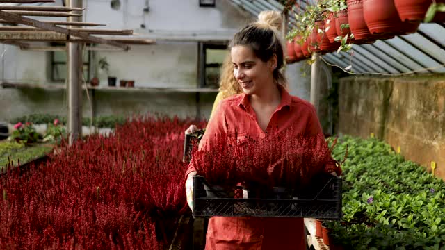 两个女花匠带着花槽走在温室里视频素材