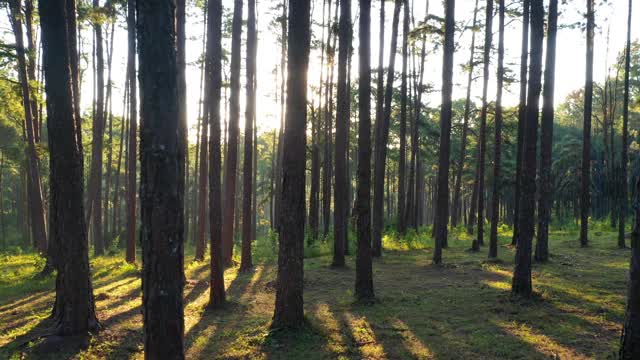 鸟瞰泰国清迈波觉森林培育研究站(Suan Son Boa Keaw)日出时的松树。视频素材