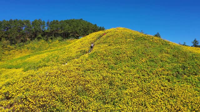 鸟瞰图的墨西哥向日葵(东布塘花)在山日落在Mae Hong Son省，泰国。视频下载