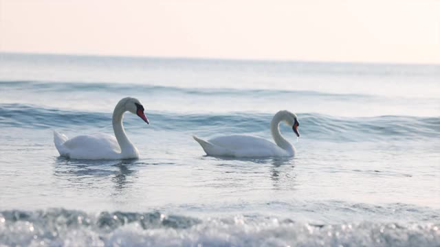 天鹅夫妇在海浪中游泳。上海滨日出视频素材