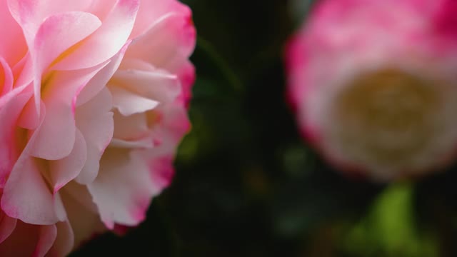 日本茶花的特写视频素材