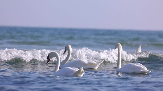 天鹅夫妇在海浪中游泳。上海滨日出视频素材