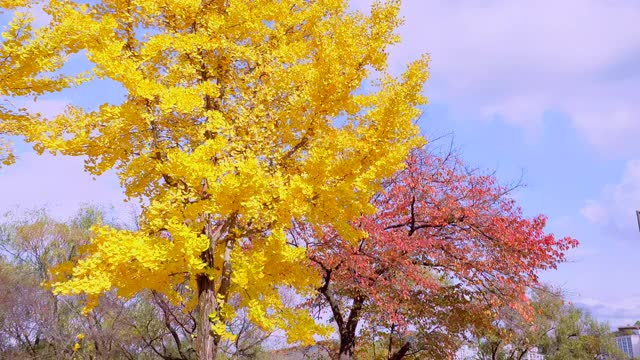 韩国江原道元州寺，秋天银杏树上落下的银杏叶视频素材