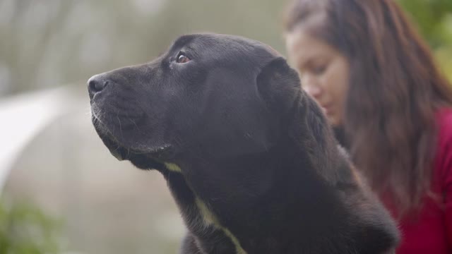 后院有一只黑白相间的中亚牧羊犬视频素材