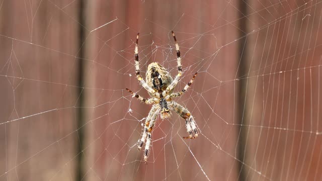 花园十字蜘蛛坐在网上视频素材