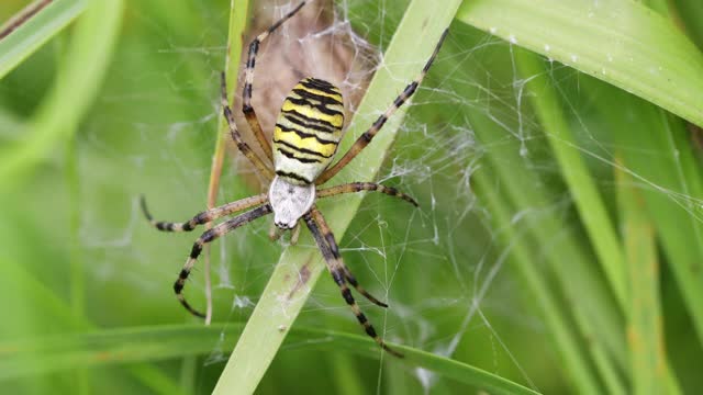 蛛网上的黄蜂蜘蛛视频素材