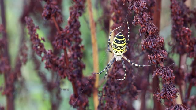 蛛网上的黄蜂蜘蛛视频素材