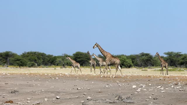 伊托沙长颈鹿，纳米比亚野生动物旅行视频素材