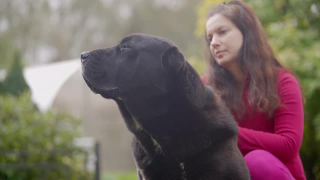 后院有一只黑白相间的中亚牧羊犬视频素材