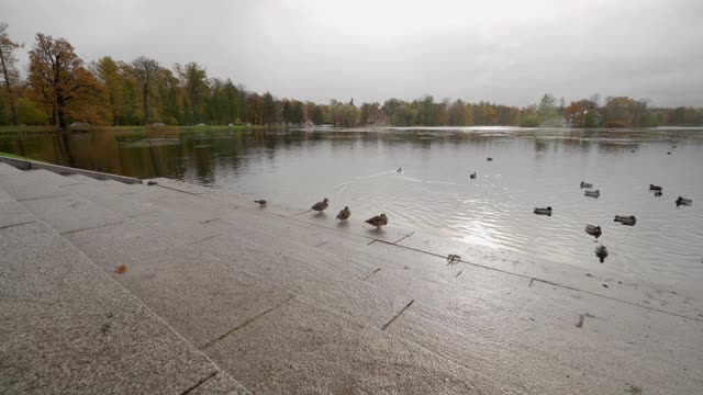 秋天的凯瑟琳公园，Tsarskoye Selo码头附近的大池塘洞亭视频素材