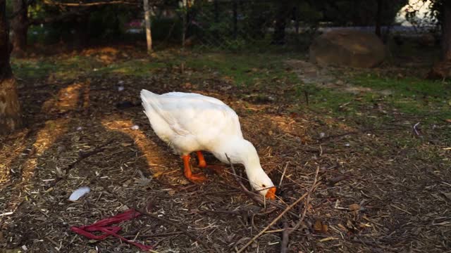 大白鹅在草地上觅食视频素材