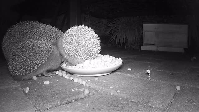 野生欧洲刺猬在夜间喂猫干粮。红外电影。视频素材