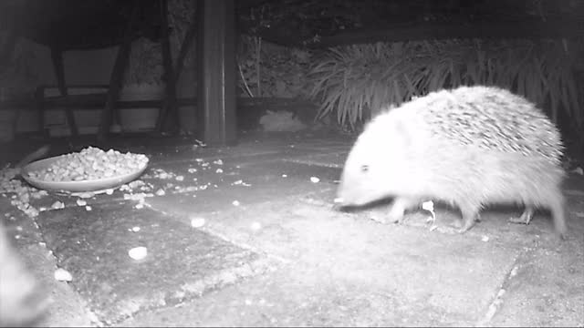 野生欧洲刺猬在夜间喂猫干粮。红外电影。视频素材