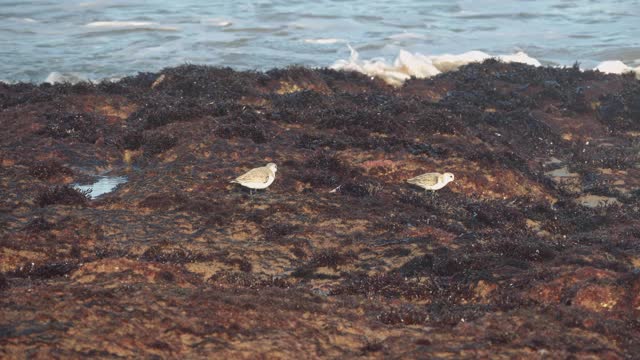 两只鹬(Calidris mauri)走在海滩的岩石上，啄食，啄食。视频素材