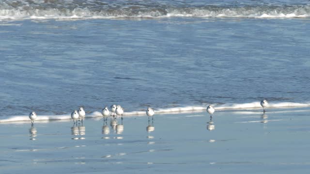 一群鹬(Calidris mauri)在海滩上散步，水鸟在海水中反射。视频素材