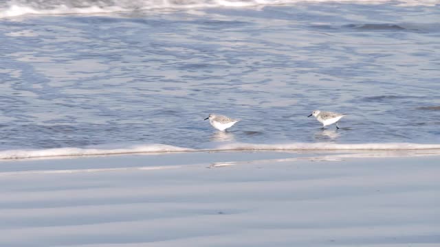 一群西方鹬(Calidris mauri)在海滩上散步，水鸟对抗着海水。视频素材