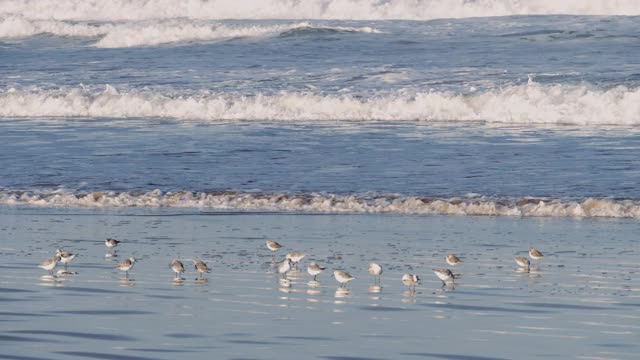 一群西部鹬(Calidris mauri)在海滩上梳理和梳理，岸边鸟对抗着海浪。视频素材