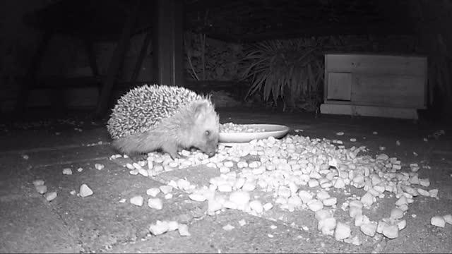 野生欧洲刺猬在夜间喂猫干粮。红外电影。视频素材