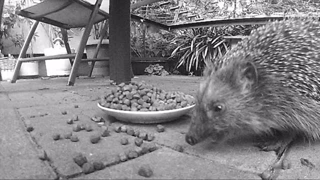 野生欧洲刺猬在夜间喂猫干粮。红外电影。视频素材