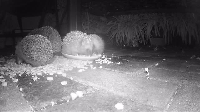 野生欧洲刺猬在夜间喂猫干粮。红外电影。视频素材