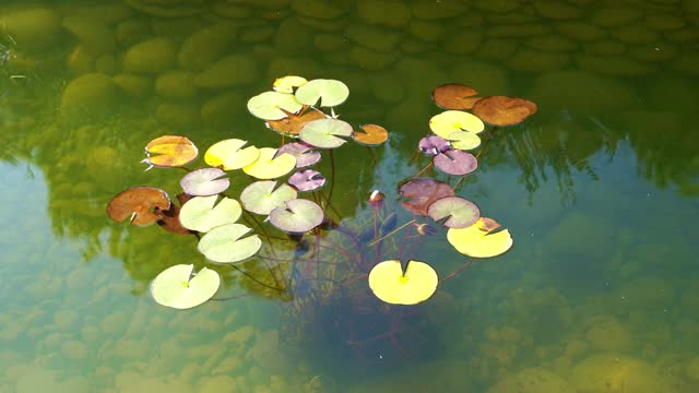 池塘清澈的水和睡莲的叶子在水面上。视频素材