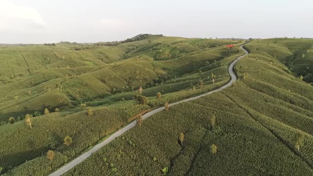 山上的玉米地。农业视频下载