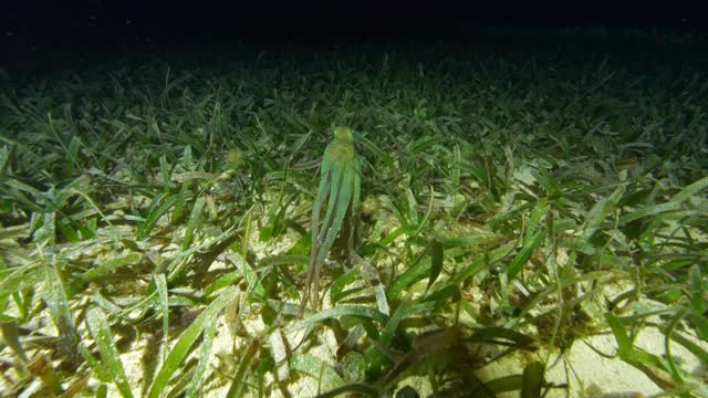 慢动作:章鱼游过绿色植物在黑暗的海-伯利兹城，伯利兹视频素材