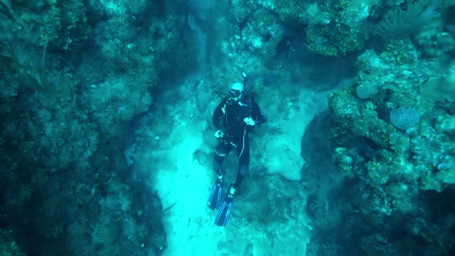 慢动作:人潜水与相机沿珊瑚礁-伯利兹城，伯利兹视频素材