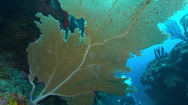 特写Slo Mo:在伯利兹伯利兹市附近的人潜水工厂视频素材