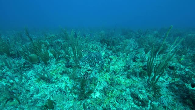 慢镜头:海洋中的海龟游过珊瑚礁-伯利兹城，伯利兹视频素材