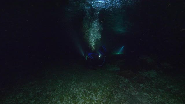 慢动作:潜水员在海底植物上游泳-伯利兹城，伯利兹视频素材