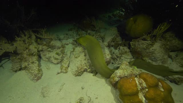 慢镜头:绿色海鳗在伯利兹城的海底游泳视频素材