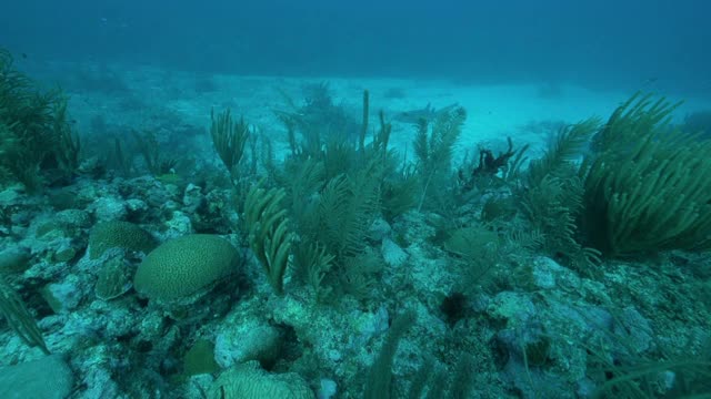 慢镜头:珊瑚礁附近的鱼游泳在海底-伯利兹城，伯利兹视频素材