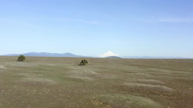 空中盘旋:两棵小树站在草地上向蓝山和雪山延伸-波特兰，俄勒冈州视频素材