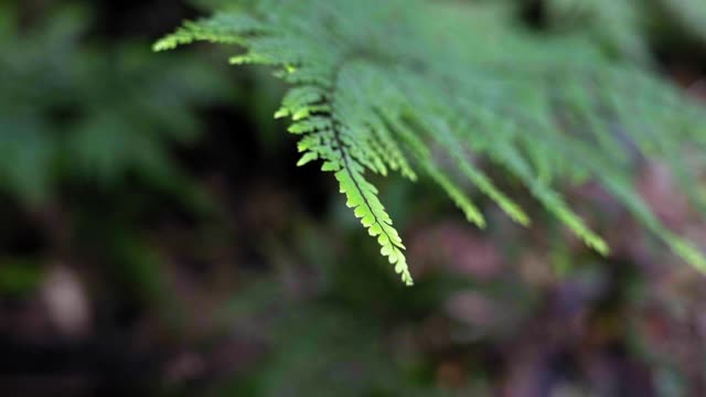 机架焦点:生长在森林中的绿枝-卧龙岗，澳大利亚视频素材