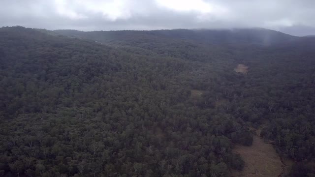 空中摇摄:云雾天空下的森林里的绿树-编织木，澳大利亚视频素材