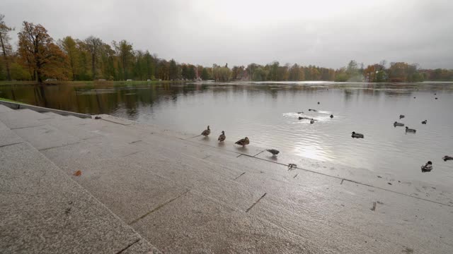 秋天的凯瑟琳公园，Tsarskoye Selo码头附近的大池塘洞亭视频素材