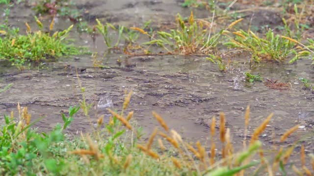 草甸宏雨视频素材