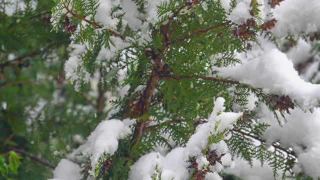 松树雪花飘落视频素材