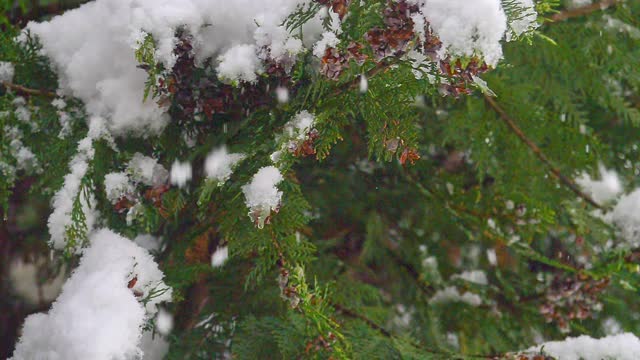 松树雪花飘落视频素材