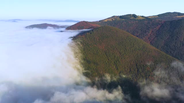 山间雾气弥漫，山顶上覆盖着秋天的针叶林视频素材