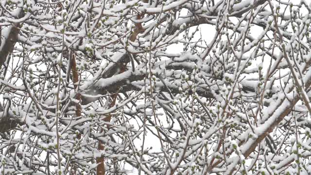 雪落树枝树视频素材