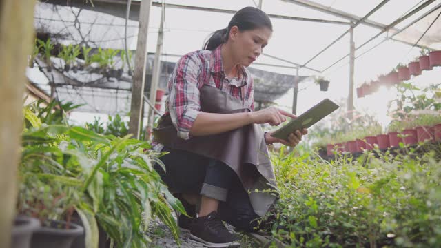 亚洲女园丁在温室农场使用数字平板电脑视频素材