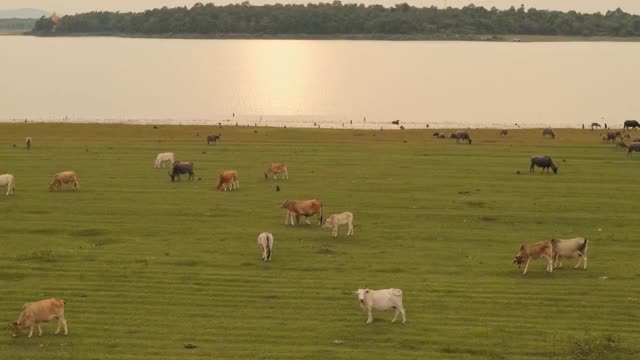 鸟瞰乡村绿地上的一群水牛和奶牛。无人机拍摄flyin视频素材