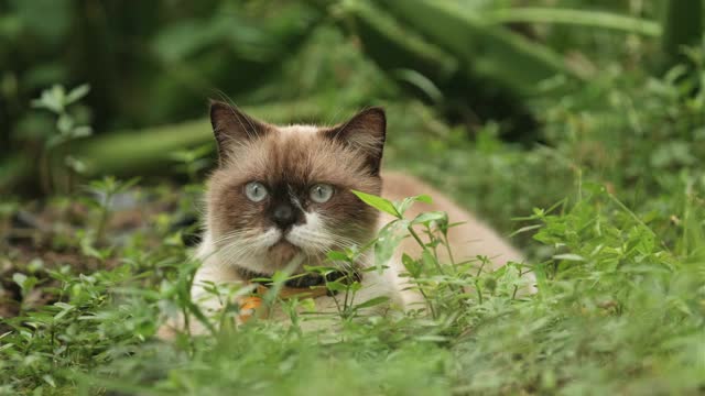 在花园里休息的苏格兰折耳猫视频素材