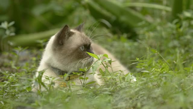 在花园里休息的苏格兰折耳猫视频素材