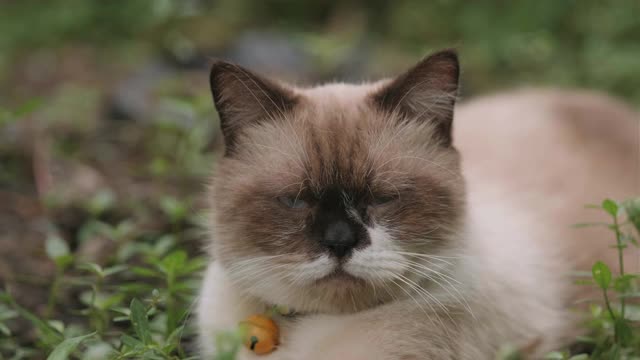 在花园里休息的苏格兰折耳猫视频素材