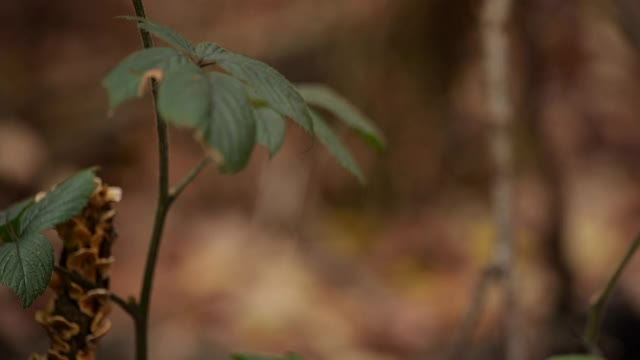 翻到长满真菌的原木上视频素材